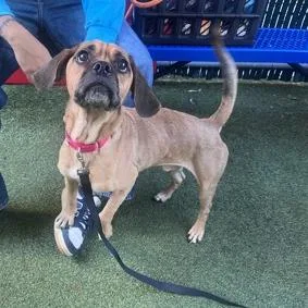An adult small-sized male Beagle dog named Breaking Dawn for adoption in Jersey City, NJ