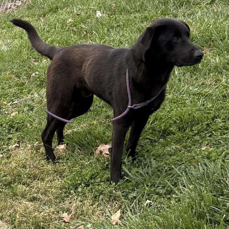 A young medium-sized male Black Black Labrador Retriever dog named Jake From State Farm for adoption in Jefferson city, TN
