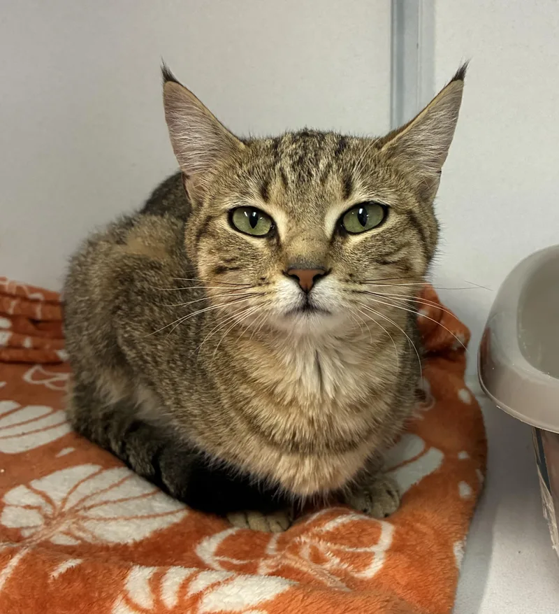 A young medium-sized female Tabby (Tiger Striped) Domestic Short Hair cat named Smiley for adoption in Breinigsville, PA