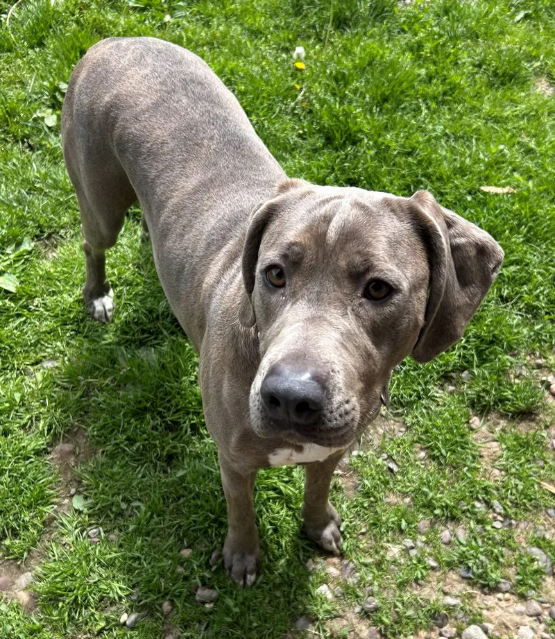 An adult large-sized female Yellow / Tan / Blond / Fawn Coonhound dog named Connie for adoption in Neillsville, WI