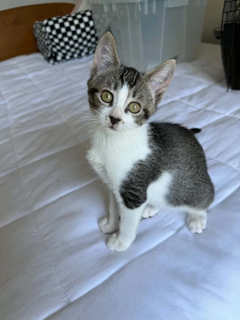 A baby small-sized female Domestic Short Hair cat named Naomi for adoption in Newnan, GA