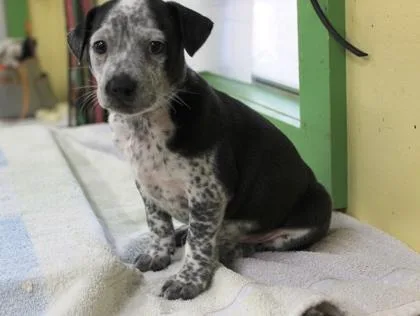 A baby medium-sized male Cattle Dog dog named Ian for adoption in Picayune, MS