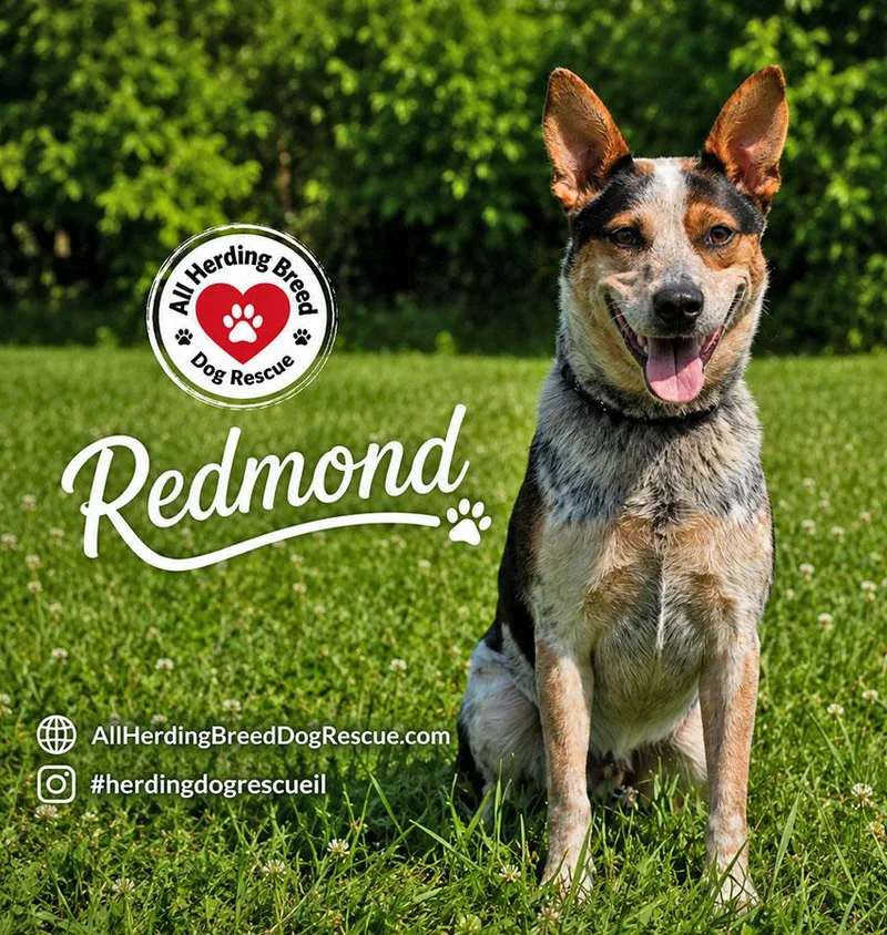 A young medium-sized male Tricolor (Brown, Black, & White) Australian Cattle Dog / Blue Heeler dog named Redmond for adoption in Joliet, IL