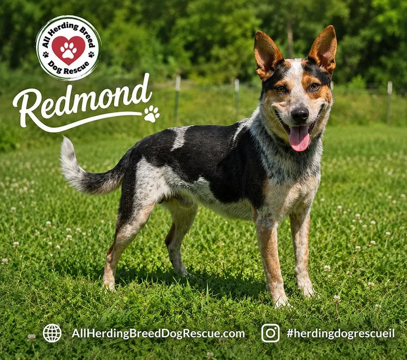 Redmond thumbnail 2