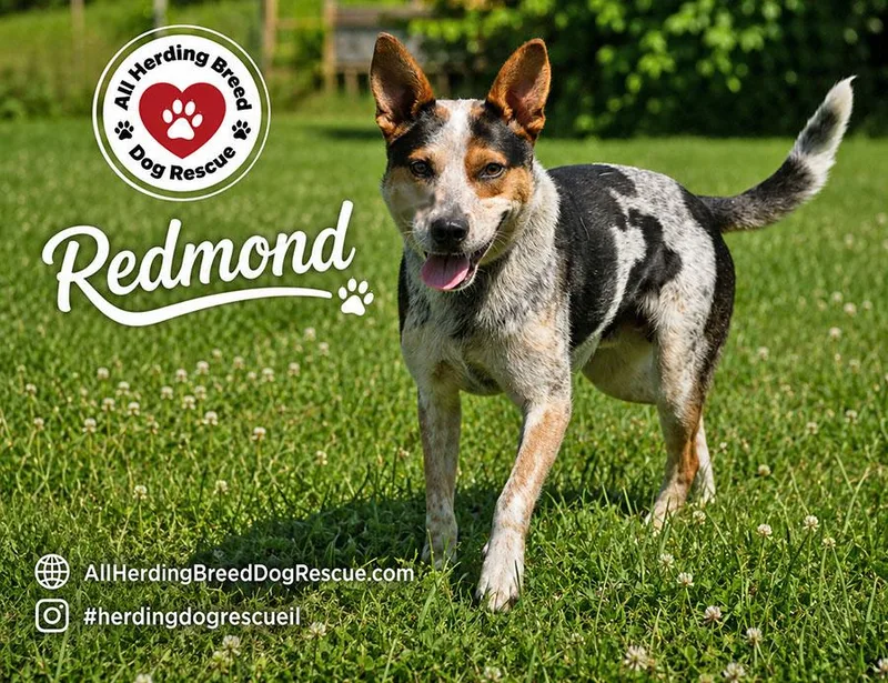 Redmond thumbnail 3