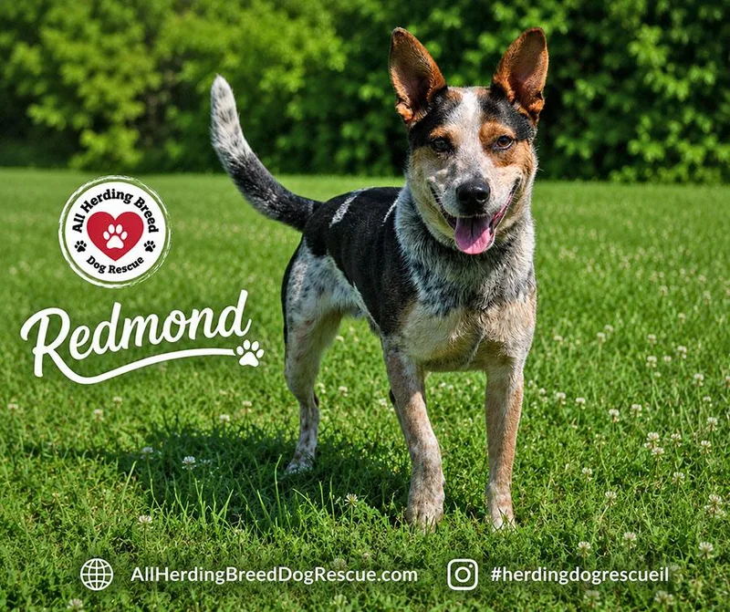 Redmond thumbnail 5