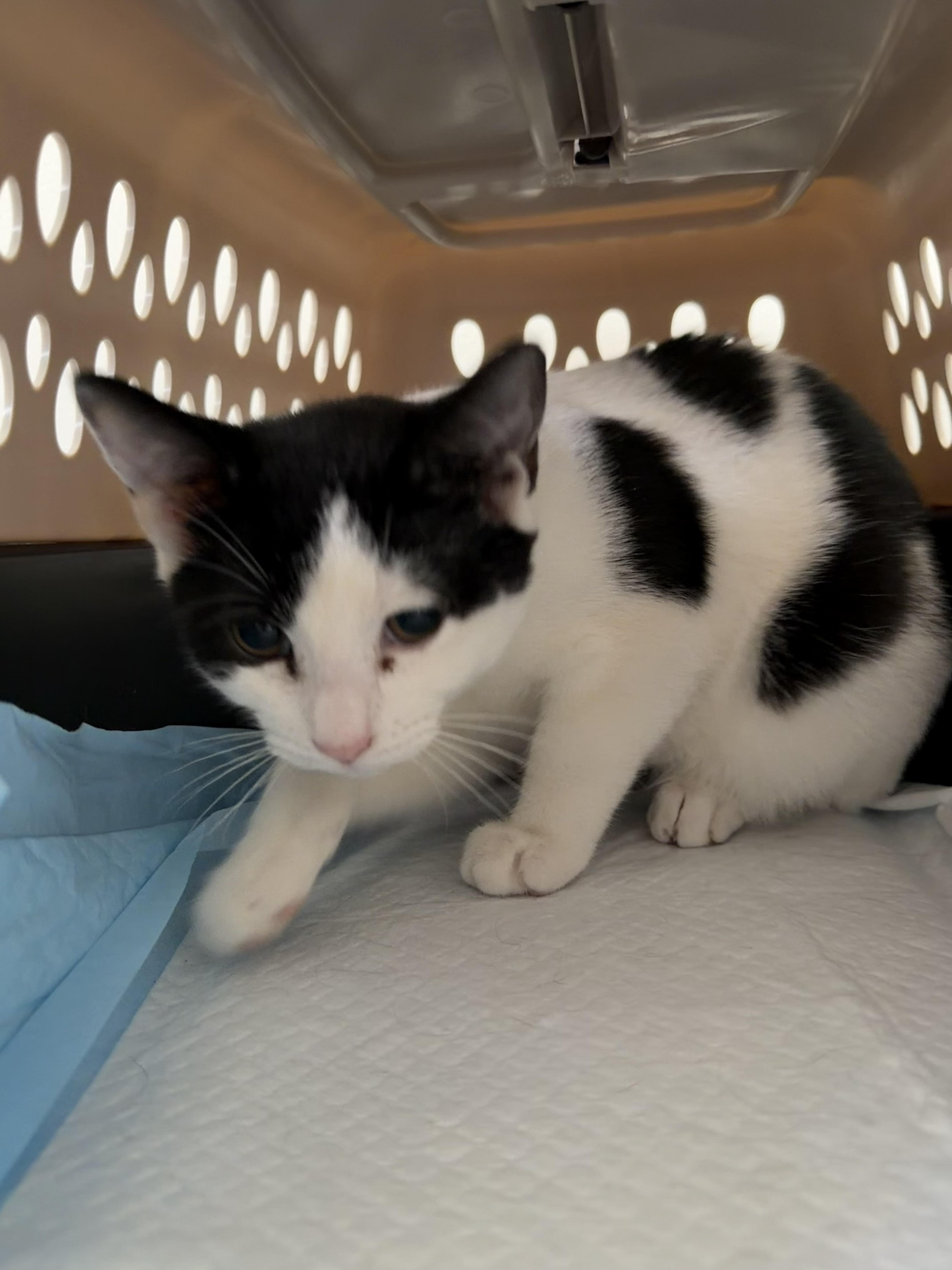 A baby small-sized male Cream Point Siamese cat named Ozzi for adoption in Syosset, NY