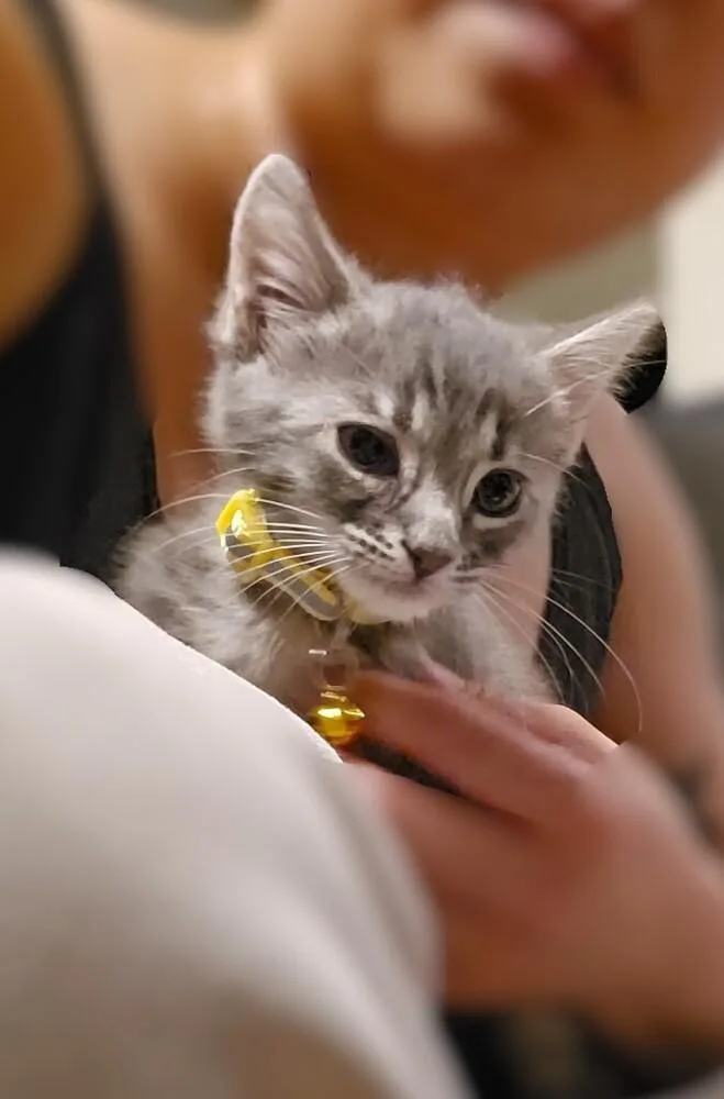A baby small-sized female Gray / Blue / Silver Domestic Short Hair cat named Lisa Turtle for adoption in Pacifica, CA