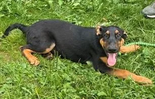 A young medium-sized male Mixed Breed dog named Leo for adoption in Madison, NJ