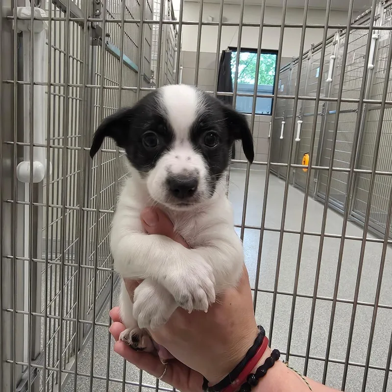 A baby small-sized male White / Cream Mixed Breed dog named Michael for adoption in Hinsdale, IL