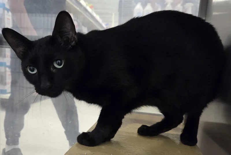 An adult medium-sized male Black Domestic Short Hair cat named Mini and Blackie for adoption in Millville, UT
