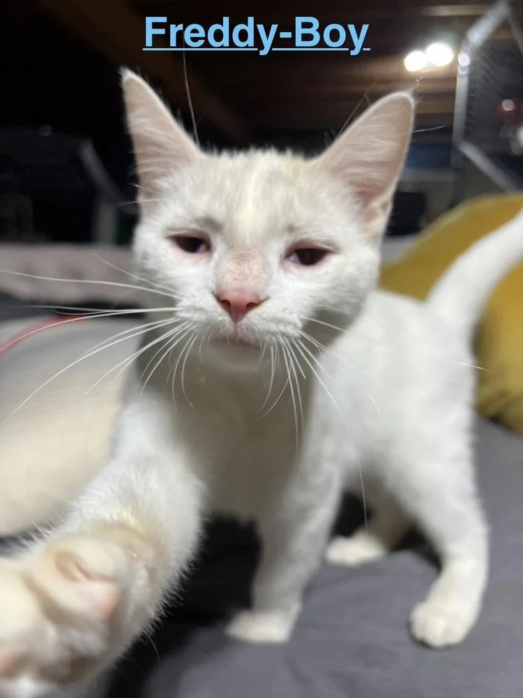 A baby small-sized male White Domestic Short Hair cat named Freddy for adoption in Telford, PA