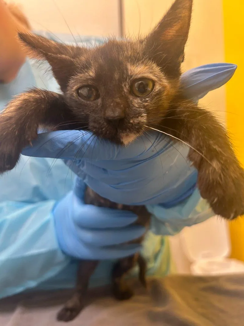 A baby small-sized female Tortoiseshell Domestic Short Hair cat named Winnifred for adoption in Raleigh, NC