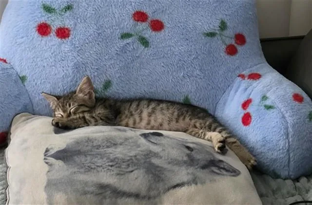 Mimosa A