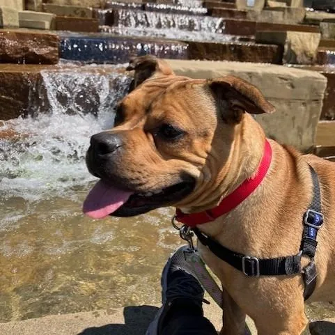 An adult medium-sized female Yellow / Tan / Blond / Fawn Mixed Breed dog named Madame for adoption in Pittsburgh, PA