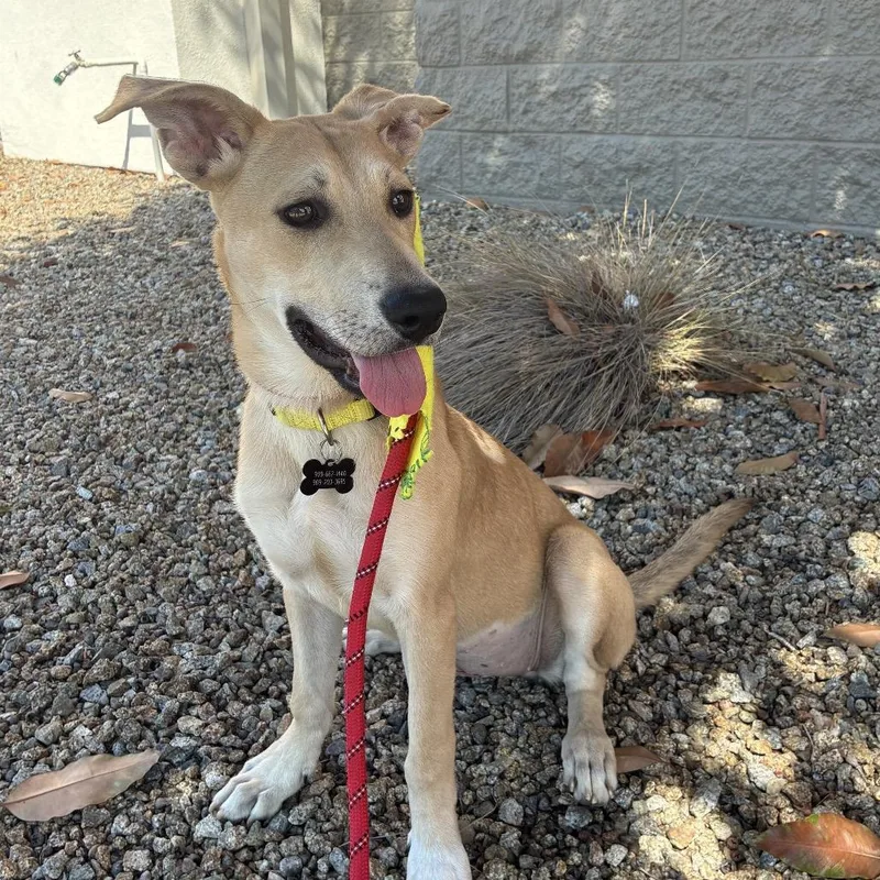 A baby medium-sized female Yellow / Tan / Blond / Fawn Labrador Retriever dog named Waffle Costa Mesa for adoption in Chino Hills, CA