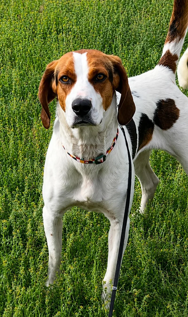 A young medium-sized female Tricolor (Brown, Black, & White) Treeing Walker Coonhound dog named Lady for adoption in Colville , WA