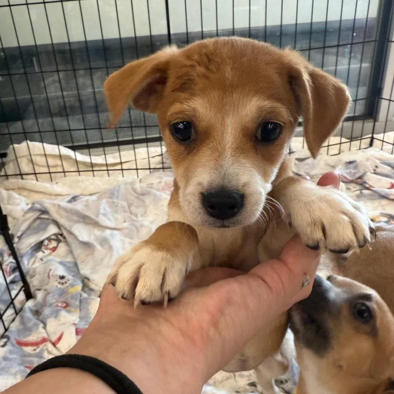 A young medium-sized female Chihuahua dog named Calla for adoption in Chico, CA
