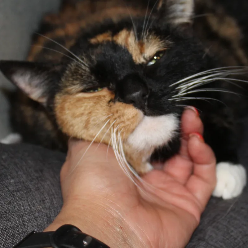 An adult large-sized female Calico Domestic Short Hair cat named Yzma for adoption in Yucca Valley, CA