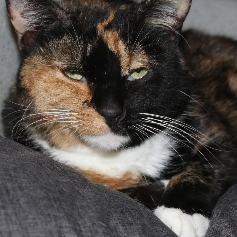 Yzma thumbnail 2