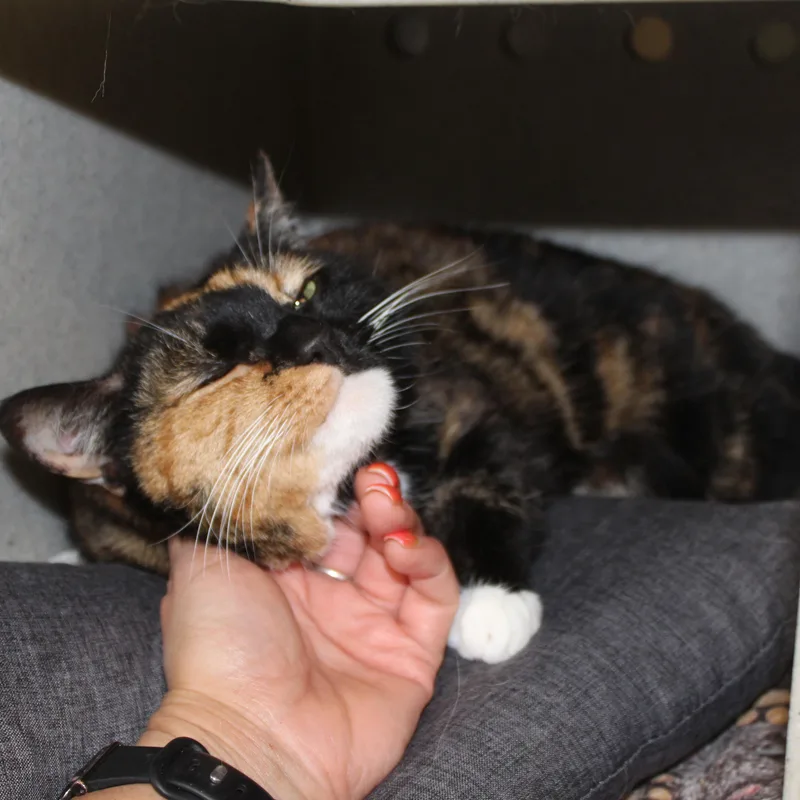 Yzma thumbnail 4