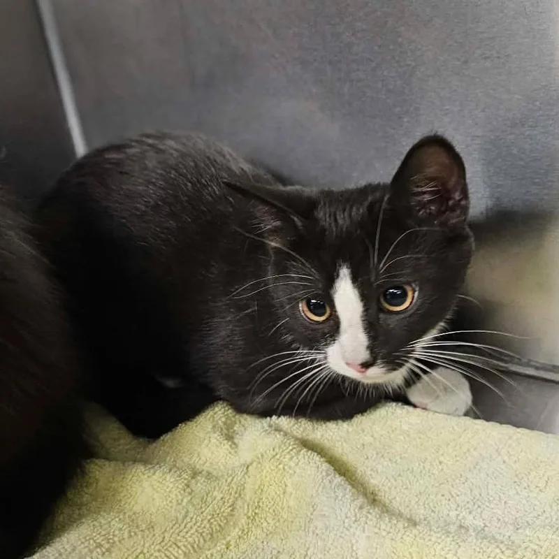 A baby small-sized female Black Domestic Short Hair cat named Peony for adoption in Martinsville, VA