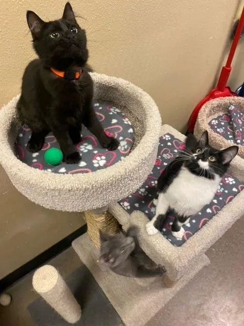 An adult medium-sized male Black Domestic Short Hair cat named Gato for adoption in Glendale, AZ