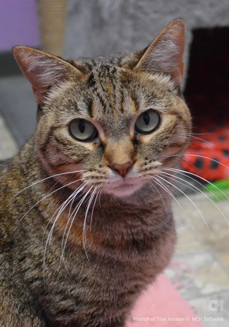 An adult medium-sized female Tabby (Brown / Chocolate) Domestic Short Hair cat named Shanghai for adoption in House Springs, MO