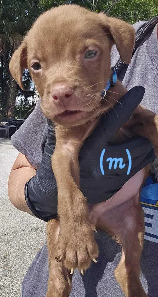 A baby small-sized male Brown / Chocolate American Bulldog dog named Walmart  Lt Blue for adoption in Lakeland, FL