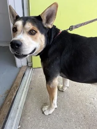 An adult medium-sized male Mixed Breed dog named Tyson for adoption in Mount Pleasant, IA