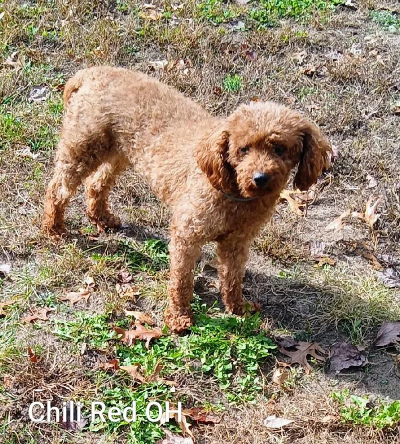 An adult small-sized female Red / Chestnut / Orange Miniature Poodle dog named Chili Red for adoption in Berryton, KS