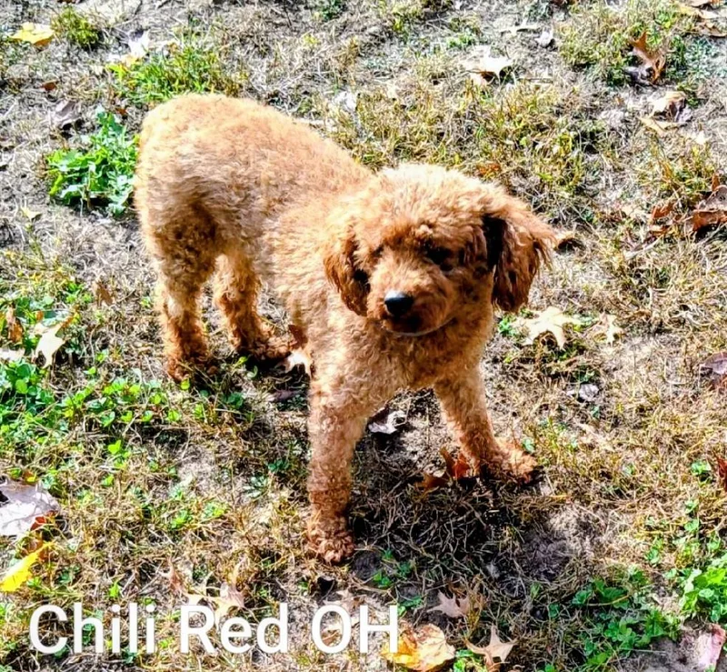 Chili Red thumbnail 3