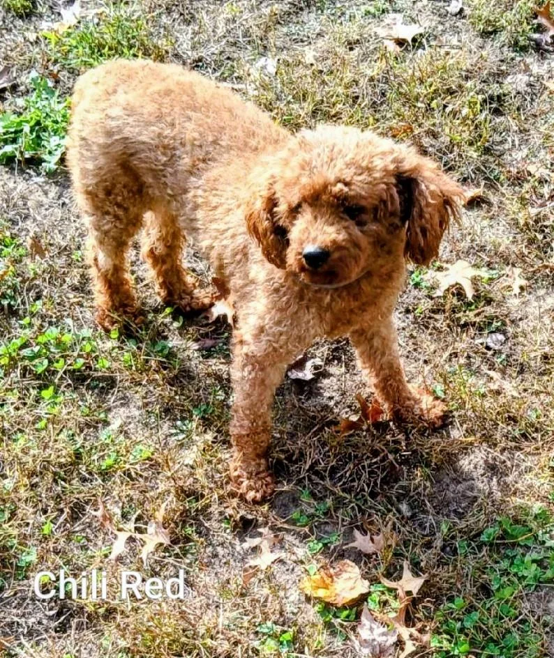 Chili Red thumbnail 4