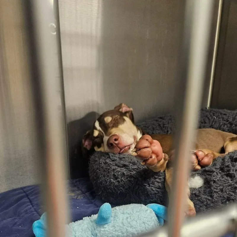 Fernando Lopez thumbnail 6