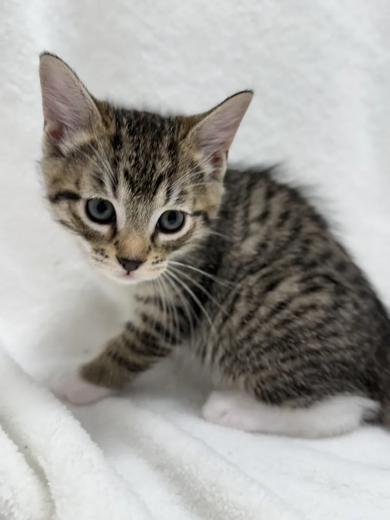 A baby medium-sized male Tabby (Buff / Tan / Fawn) Domestic Short Hair cat named Cocoa for adoption in Greensboro, NC