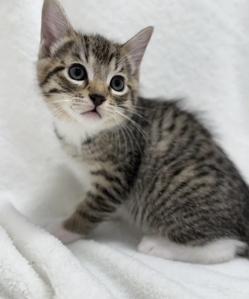 Cocoa thumbnail 2