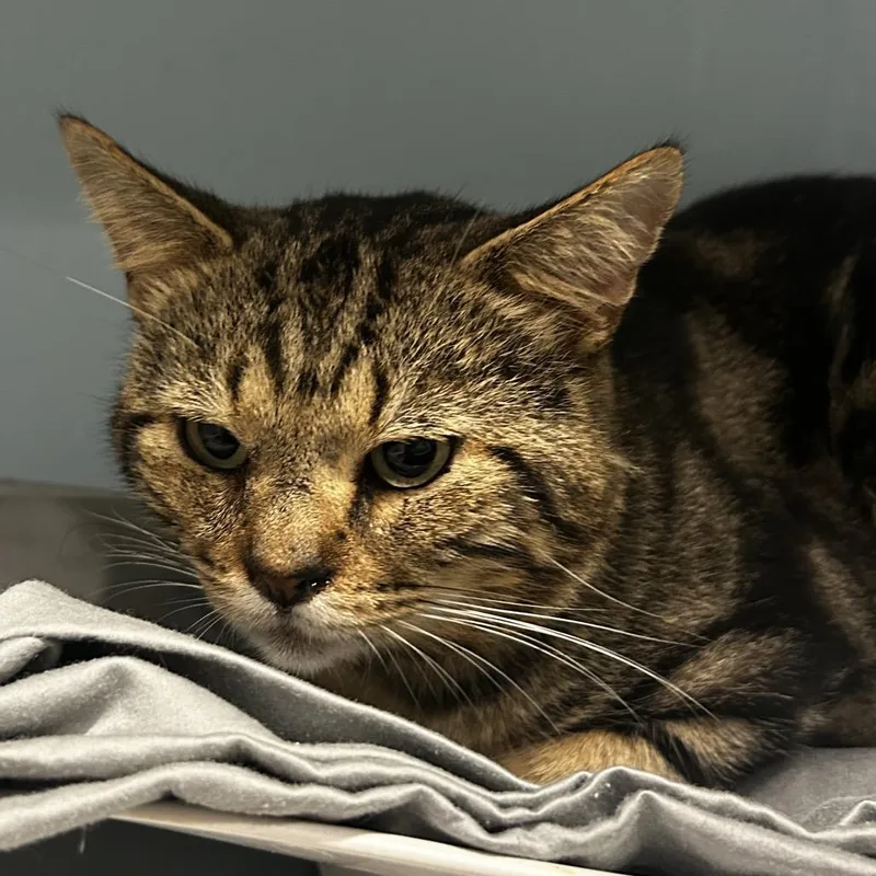 A young medium-sized male Buff / Tan / Fawn Domestic Short Hair cat named Jupiter for adoption in Chattanooga, TN