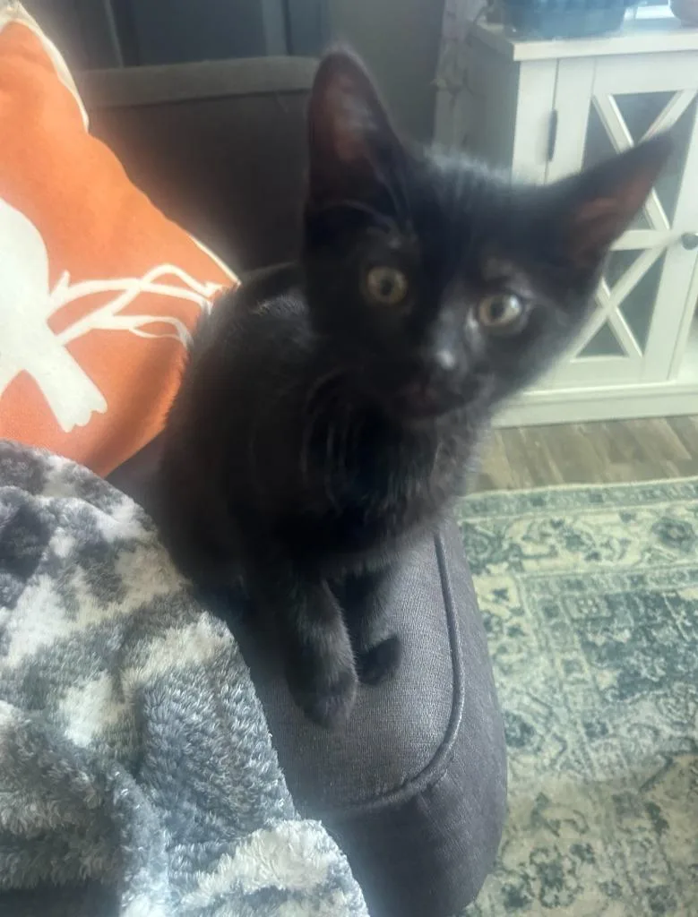 A baby medium-sized female Domestic Short Hair cat named Meeny for adoption in Wintersville, OH