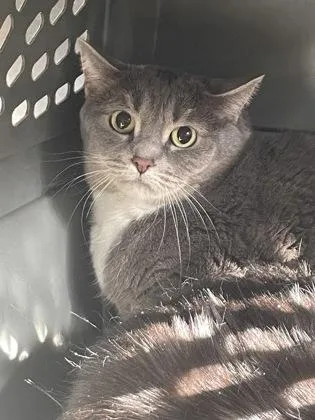 An adult medium-sized female Domestic Short Hair cat named Bessie for adoption in Hamilton, NJ