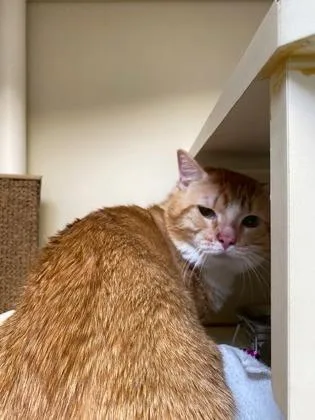 Georgie