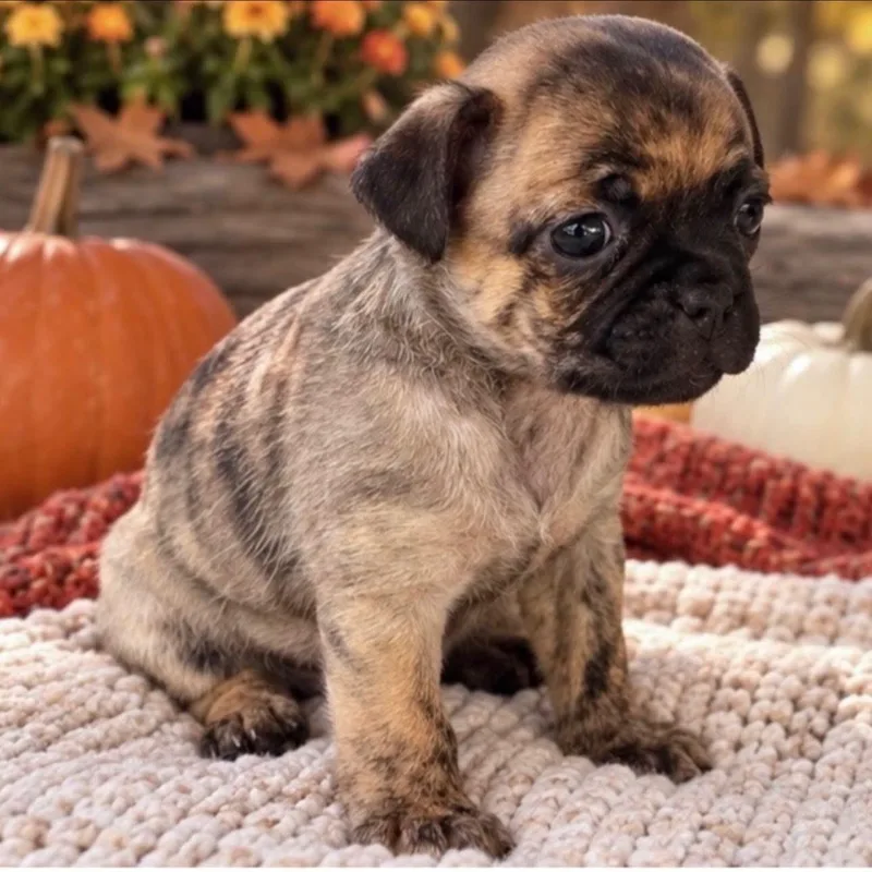 A baby small-sized female Chug dog named Tammy for adoption in Rockwall, TX