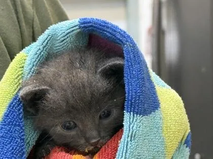 A baby small-sized male Domestic Short Hair cat named Keiki for adoption in Port Saint Joe, FL