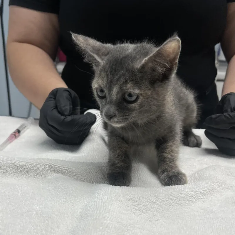 A baby small-sized female Tortoiseshell Domestic Short Hair cat named Sparkle Smash for adoption in Riverside, CA