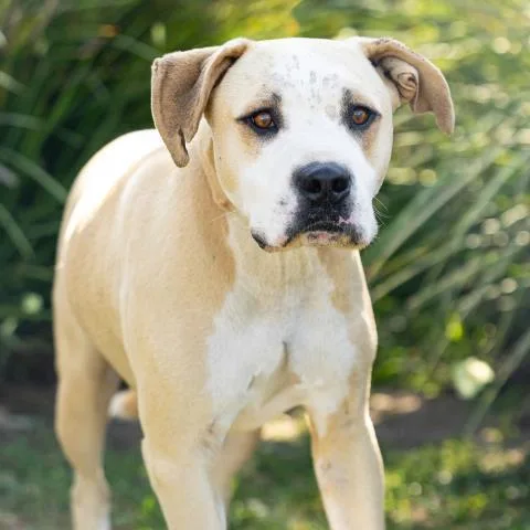 An adult large-sized male Pit Bull Terrier dog named Scooch for adoption in Camarillo, CA