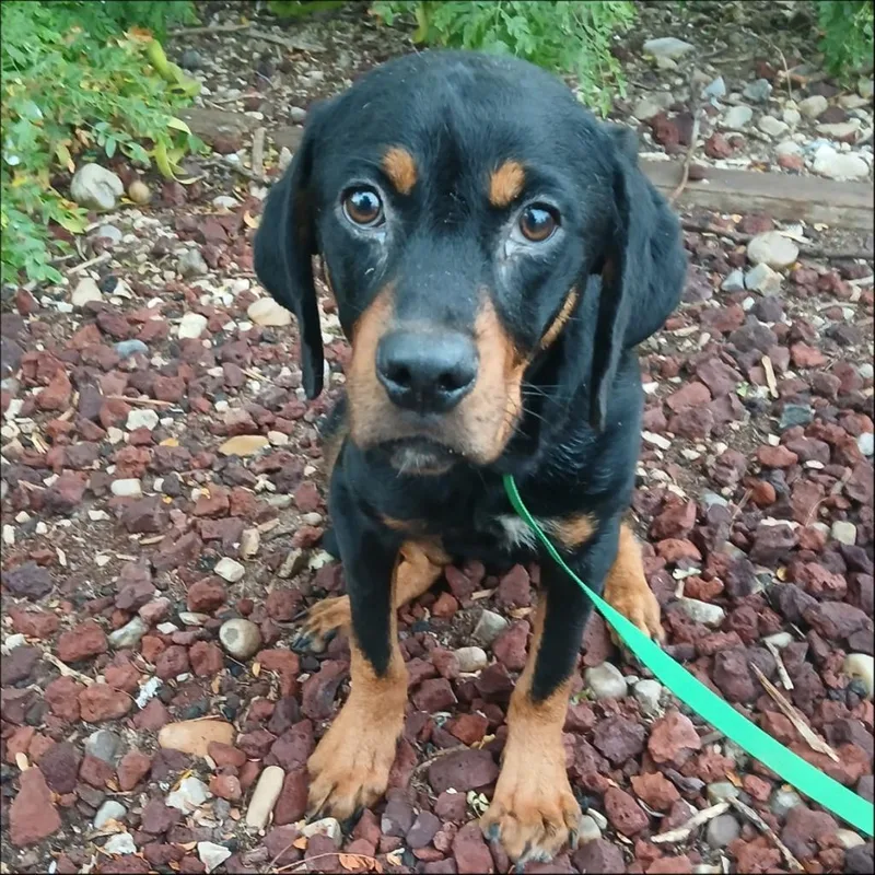 A young medium-sized female Rottweiler dog named Faith for adoption in Thompson Falls, MT
