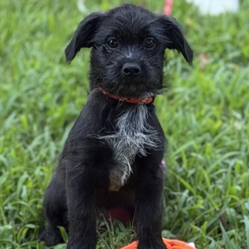 A baby medium-sized male Labrador Retriever dog named Zambo for adoption in Locust Fork, AL