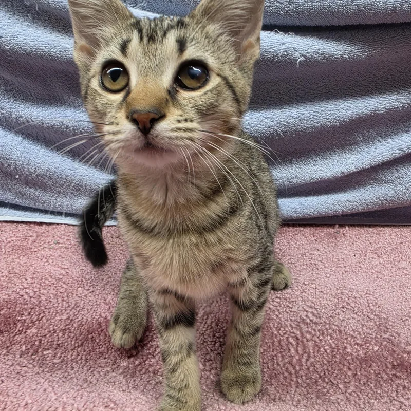 A baby small-sized female Tabby (Brown / Chocolate) Domestic Short Hair cat named Trina for adoption in Avon Lake, OH