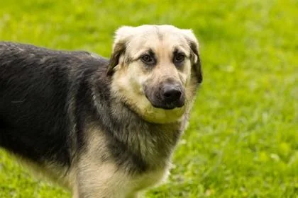 An adult medium-sized female German Shepherd Dog dog named Curly for adoption in West Chester, PA