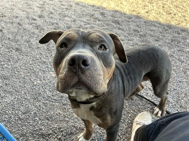 An adult large-sized male American Staffordshire Terrier dog named Zayde for adoption in Mesa, AZ