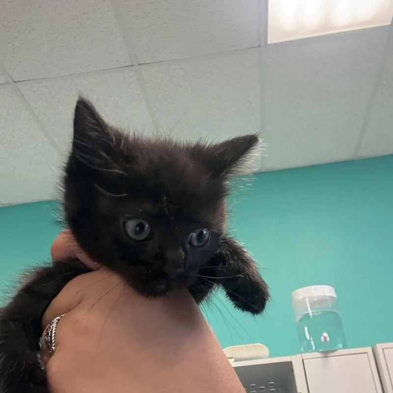 A baby small-sized female Black Domestic Medium Hair cat named Pine for adoption in Lake Jackson, TX